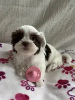 Princess, a female Yorkshire Terrier for sale in Pawtucket, RI – Photo 3 of 4