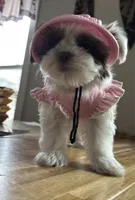 Princess, a female Shih Tzu and Yorkshire Terrier for sale in Pawtucket, RI – Photo 2 of 6