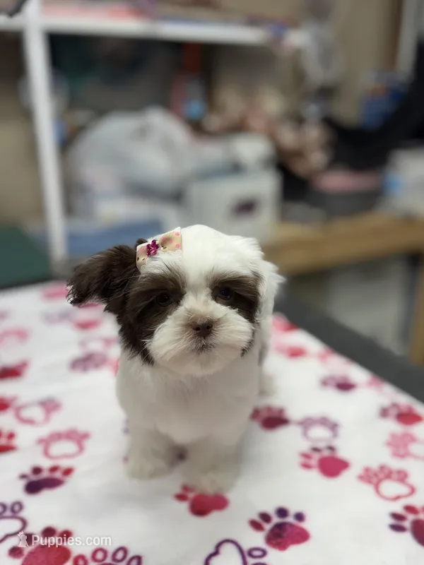 Princess – Yorkshire Terrier puppy for sale in Pawtucket, RI