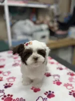 Princess, a female Yorkshire Terrier for sale in Pawtucket, RI – Photo 1 of 4