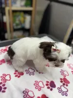 Princess, a female Yorkshire Terrier for sale in Pawtucket, RI – Photo 2 of 4