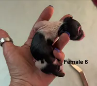 Panda (F-6), a female Yorkshire Terrier for sale in Pawtucket, RI – 3 of 3