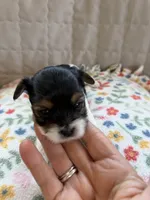 Panda (F-6), a female Yorkshire Terrier for sale in Pawtucket, RI – 1 of 3