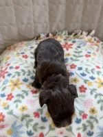 Bowie (B-4), a male Yorkshire Terrier for sale in Pawtucket, RI – 2 of 3
