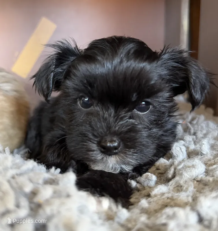 Bowie – Yorkshire Terrier puppy for sale in Pawtucket, RI