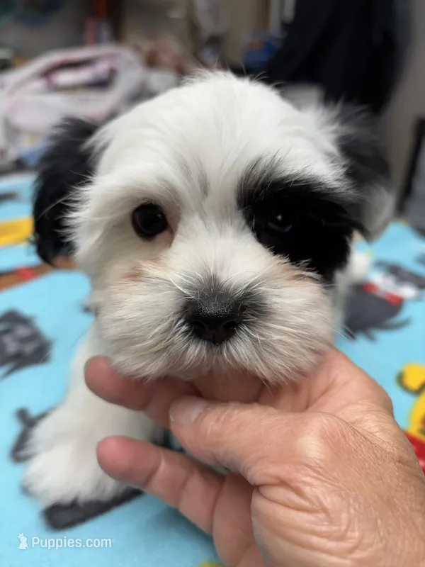 Prince – Yorkshire Terrier puppy for sale in Pawtucket, RI