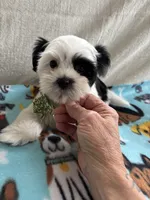 Prince, a male Yorkshire Terrier for sale in Pawtucket, RI – Photo 4 of 5