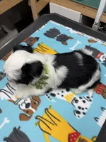 Prince, a male Yorkshire Terrier for sale in Pawtucket, RI – Photo 3 of 5