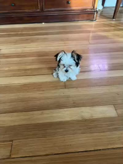 Nico, a male Shih Tzu and Yorkshire Terrier for sale in Pawtucket, RI – 5 of 5