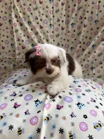 Princess, a female Yorkshire Terrier and Biewer for sale in Pawtucket, RI – 3 of 9