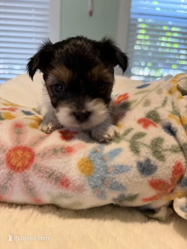Panda – Yorkshire Terrier puppy for sale in Pawtucket, RI