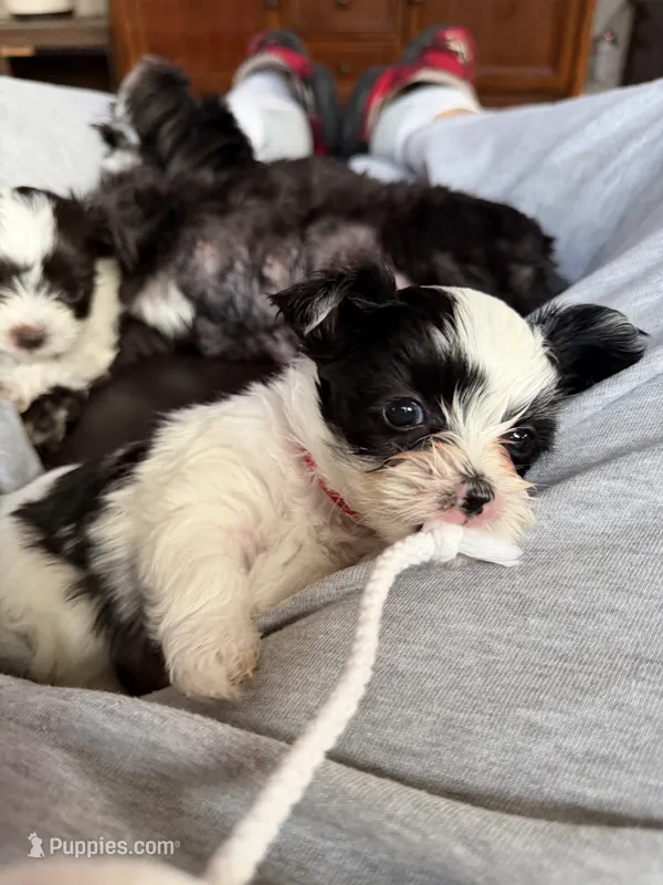 Bella  – Yorkshire Terrier puppy for sale in Pawtucket, RI