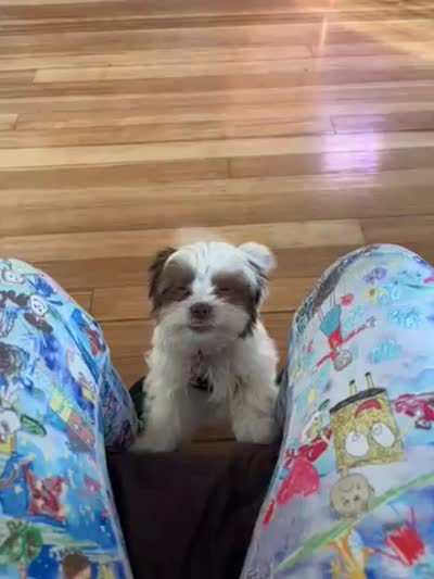 Princess, a female Yorkshire Terrier and Biewer for sale in Pawtucket, RI – 7 of 7