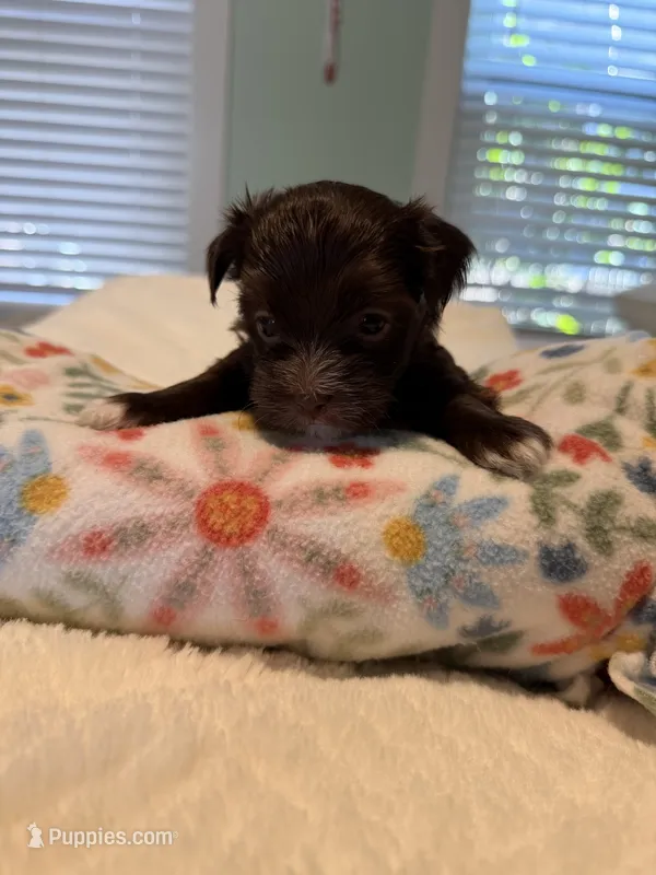 Brownie – Yorkshire Terrier puppy for sale in Pawtucket, RI