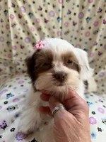 Princess, a female Yorkshire Terrier and Biewer for sale in Pawtucket, RI – 2 of 9