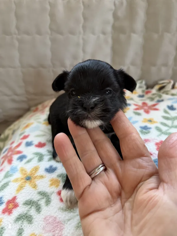 CoCo (B-5) – Yorkshire Terrier puppy for sale in Pawtucket, RI