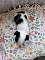 Bella (F-2), a female Yorkshire Terrier for sale in Pawtucket, RI – 2 of 3