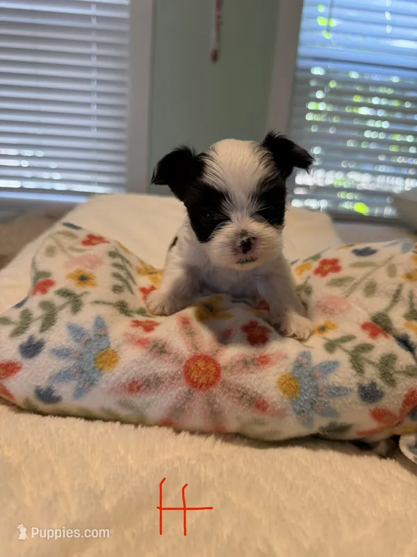 Bella  – Yorkshire Terrier puppy for sale in Pawtucket, RI