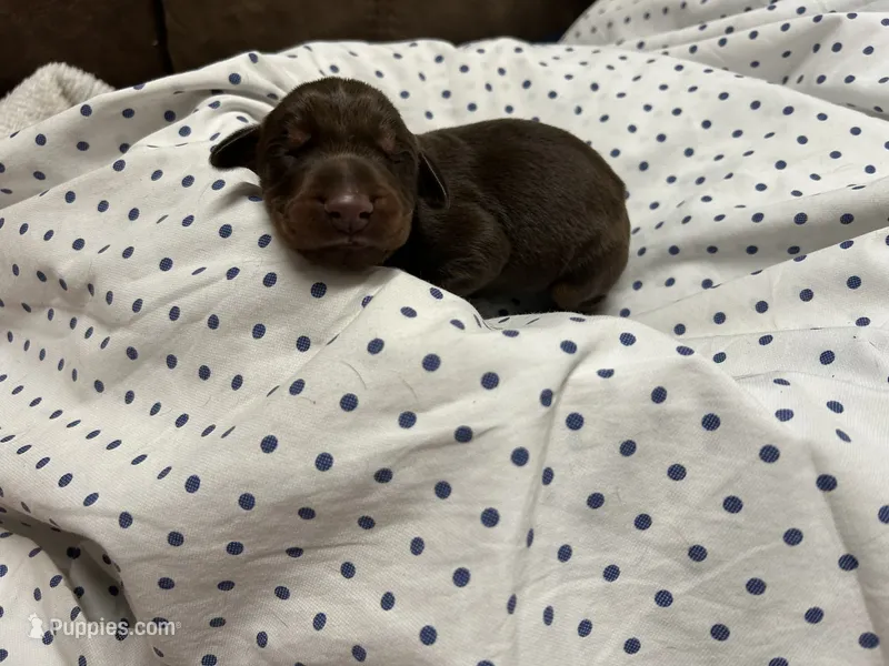 Ember AKC Red female Doberman  – Doberman Pinscher puppy for sale in Colorado Springs, CO