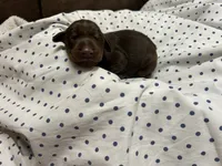 Ember AKC Red female Doberman , a female Doberman Pinscher for sale in Colorado Springs, CO – 1 of 4