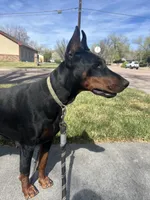 Rusty AKC Euro Doberman , a female Doberman Pinscher for sale in Colorado Springs, CO – 6 of 6