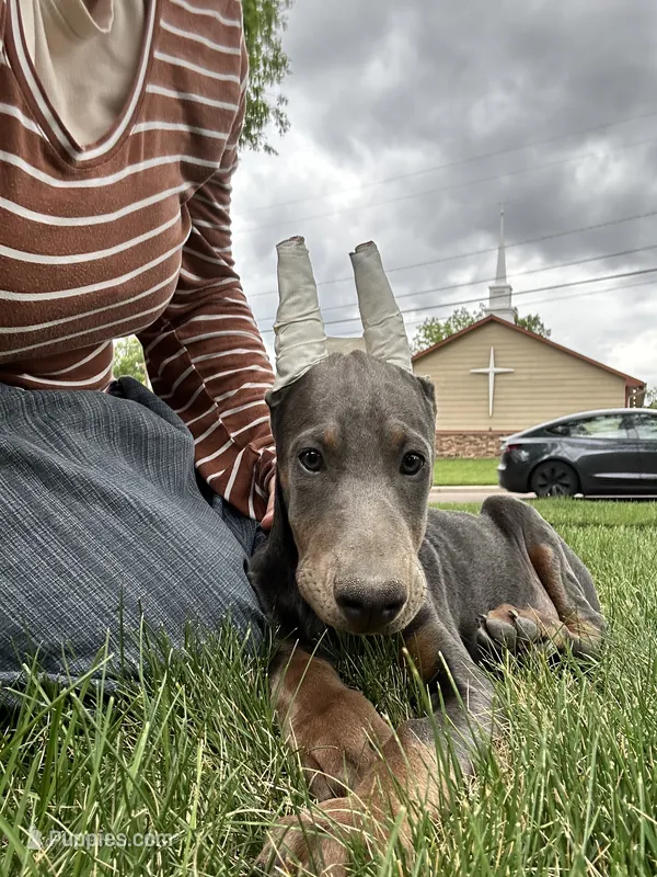 Blue sky AKC Euro – Doberman Pinscher puppy for sale in Colorado Springs, CO