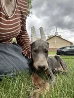 Blue sky AKC Euro, a female Doberman Pinscher for sale in Colorado Springs, CO – 1 of 6