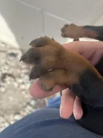 AKC Valentine, a female Doberman Pinscher for sale in Colorado Springs, CO – Photo 2 of 5