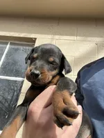 AKC Valentine, a female Doberman Pinscher for sale in Colorado Springs, CO – Photo 3 of 5
