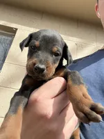 AKC Valentine, a female Doberman Pinscher for sale in Colorado Springs, CO – Photo 1 of 5