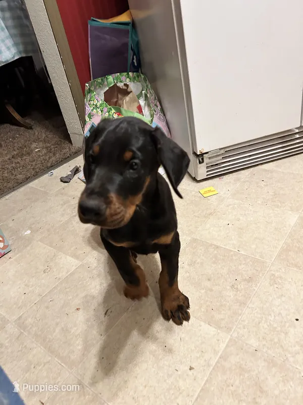 Sasha AKC Euro female Doberman – Doberman Pinscher puppy for sale in Colorado Springs, CO