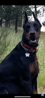 2 yr old AKC Euro female Nyla, a female Doberman Pinscher for sale in Colorado Springs, CO – 4 of 10