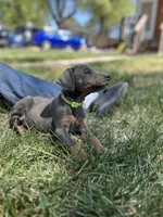 Bluey AKC Euro, a female Doberman Pinscher for sale in Colorado Springs, CO – Photo 5 of 7