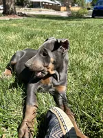 Bluey AKC Euro ears just cropped, a female Doberman Pinscher for sale in Colorado Springs, CO – 1 of 10