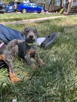 Bluey AKC Euro, a female Doberman Pinscher for sale in Colorado Springs, CO – Photo 7 of 7