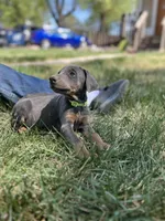 Bluey AKC Euro, a female Doberman Pinscher for sale in Colorado Springs, CO – Photo 2 of 7