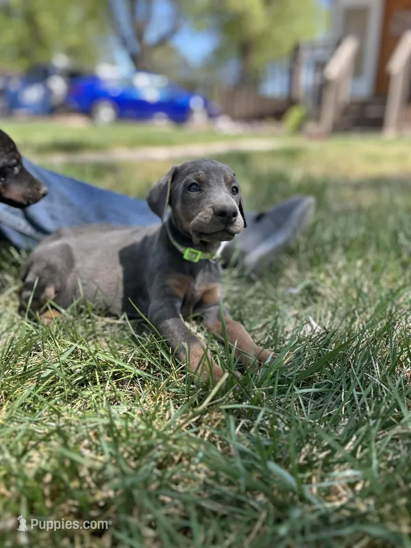 Bluey AKC Euro – Doberman Pinscher puppy for sale in Colorado Springs, CO