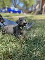 Bluey AKC Euro, a female Doberman Pinscher for sale in Colorado Springs, CO – Photo 1 of 7