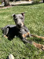 Bluey AKC Euro ears just cropped, a female Doberman Pinscher for sale in Colorado Springs, CO – 10 of 10