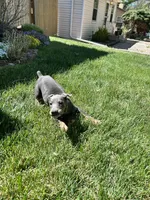 Bluey AKC Euro ears just cropped, a female Doberman Pinscher for sale in Colorado Springs, CO – 9 of 10