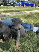 Bluey AKC Euro, a female Doberman Pinscher for sale in Colorado Springs, CO – Photo 6 of 7