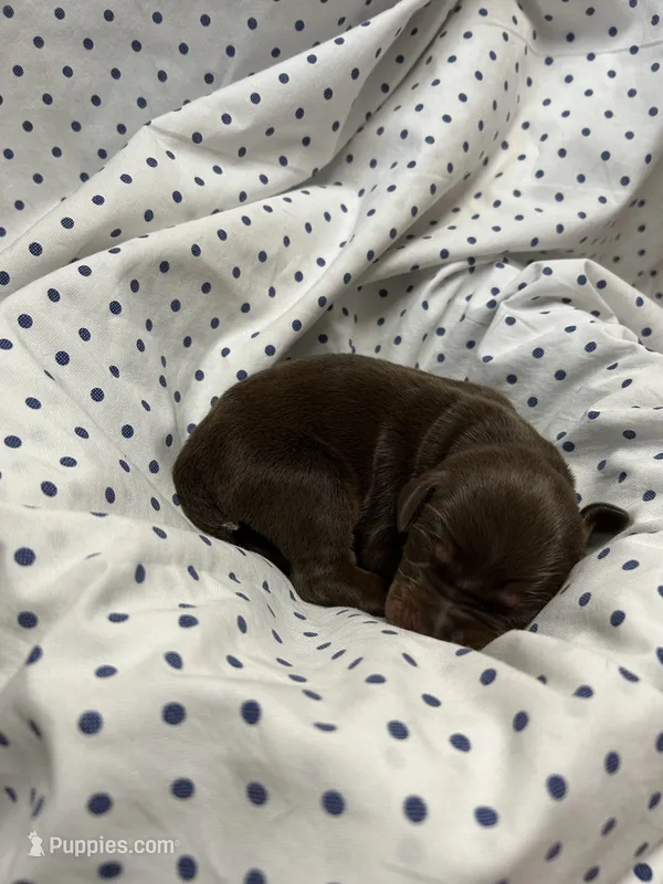 Rusty AKC Euro Doberman  – Doberman Pinscher puppy for sale in Colorado Springs, CO