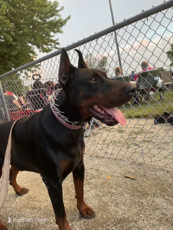 AKC OFA & DNA clear stud 4 sale – Doberman Pinscher puppy for sale in Colorado Springs, CO