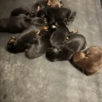 AKC gunner, a male Doberman Pinscher for sale in Colorado Springs, CO – Photo 2 of 3