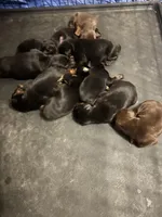 AKC gunner, a male Doberman Pinscher for sale in Colorado Springs, CO – Photo 2 of 3