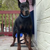 AKC gunner, a male Doberman Pinscher for sale in Colorado Springs, CO – Photo 1 of 3