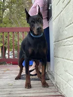 AKC gunner, a male Doberman Pinscher for sale in Colorado Springs, CO – Photo 1 of 3