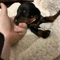 AKC gunner, a male Doberman Pinscher for sale in Colorado Springs, CO – Photo 3 of 3