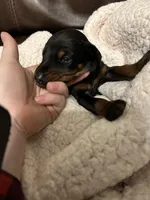 AKC gunner, a male Doberman Pinscher for sale in Colorado Springs, CO – Photo 3 of 3