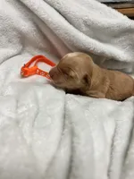 “Maple” AKC orange collar female , a female Golden Retriever for sale in Philipsburg, PA – 2 of 9